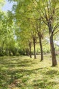 Avenue and neat trees