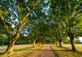 Avenue of oak trees in Harvington Park, Beckenham, Kent. The path has mature oak trees on either side Royalty Free Stock Photo