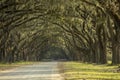 Avenue of oaks in American deep south Royalty Free Stock Photo