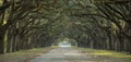 Avenue of oaks in American South Royalty Free Stock Photo