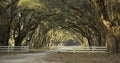 Avenue of oaks in deep south Royalty Free Stock Photo