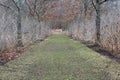 Avenue of oaks in winter path formal background