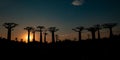 Avenue off the Baobab during sunset, Madagascar Royalty Free Stock Photo