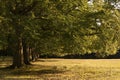 Avenue of old oak trees in last of Summer sun Royalty Free Stock Photo