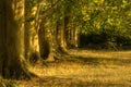 Avenue of old oak trees in last of Summer sun Royalty Free Stock Photo