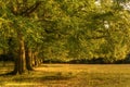 Avenue of old oak trees in last of Summer sun Royalty Free Stock Photo