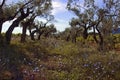 Avenue of Olive Trees with wild common chicory, Cichorium intybus