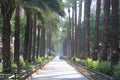 Avenue with palms in Valencia, Spain - place to walk, trees Royalty Free Stock Photo