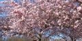 Avenue with pink blooming cherry trees in Kaarst Royalty Free Stock Photo