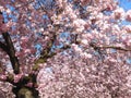 Avenue with pink blooming cherry trees in Kaarst Royalty Free Stock Photo
