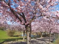 Avenue with pink blooming cherry trees in Kaarst Royalty Free Stock Photo