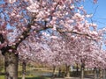 Avenue with pink blooming cherry trees in Kaarst Royalty Free Stock Photo