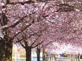 Avenue with pink blooming cherry trees in Kaarst Royalty Free Stock Photo