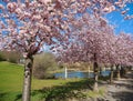 Avenue with pink blooming cherry trees in Kaarst Royalty Free Stock Photo
