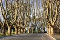 Avenue of plane trees at Janiculum hill in Rome, Italy Royalty Free Stock Photo
