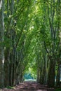 An avenue of Plane trees