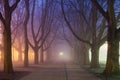 Avenue of plane trees at night, Szczecin (Stettin) City