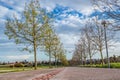 Avenue perspective of plane trees tapering with plane framed in the background