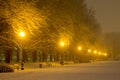 Avenue of plane trees in winter, lighted lanterns