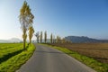 Avenue of poplars by rocky massif Lilienstein