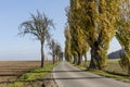 Avenue of poplars by rocky massif Lilienstein