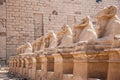 Avenue of the ram-headed Sphinxes