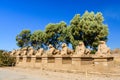 Avenue of the ram-headed Sphinxes in a Karnak Temple. Luxor, Egypt Royalty Free Stock Photo