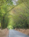 Avenue with road and Bamboo trees