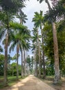 Avenue of Royal Palm Trees at Jardim Botanico Botanical Garden - Rio de Janeiro, Brazil Royalty Free Stock Photo