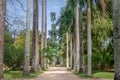 Avenue of Royal Palm Trees at Jardim Botanico Botanical Garden - Rio de Janeiro, Brazil Royalty Free Stock Photo