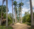 Avenue of Royal Palm Trees at Jardim Botanico Botanical Garden - Rio de Janeiro, Brazil Royalty Free Stock Photo