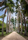 Avenue of Royal Palm Trees at Jardim Botanico Botanical Garden - Rio de Janeiro, Brazil Royalty Free Stock Photo