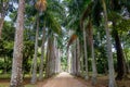 Avenue of Royal Palm Trees at Jardim Botanico Botanical Garden - Rio de Janeiro, Brazil Royalty Free Stock Photo