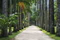 Avenue of Royal Palms Botanic Garden