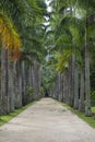 Avenue of Royal Palms Botanic Garden