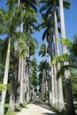 Avenue of Royal Palms Botanic Garden Rio