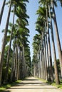 Avenue of Royal Palms Botanic Garden Rio Royalty Free Stock Photo
