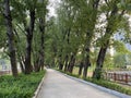 The avenue of shade trees in Summer Park is a road covered by tall, dense poplar trees.