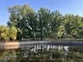 The avenue of shade trees in Summer Park is a road covered by tall, dense poplar trees.