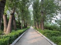 The avenue of shade trees in Summer Park is a road covered by tall, dense poplar trees.