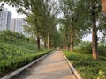 The avenue of shade trees in Summer Park is a road covered by tall, dense poplar trees.