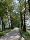 The avenue of shade trees in Summer Park is a road covered by tall, dense poplar trees.