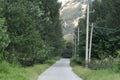 The avenue of shade trees in Summer Park is a road covered by tall, dense poplar trees.