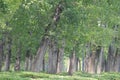 The avenue of shade trees in Summer Park is a road covered by tall, dense poplar trees.