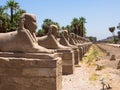 The avenue of Sphinx at Luxor Temple, Egypt Royalty Free Stock Photo