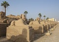 Avenue of sphinxes with rows of statues at Luxor Temple in Egypt