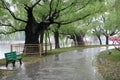 Avenue after spring rain