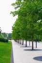 Avenue of sycamore trees in public park in summer Royalty Free Stock Photo