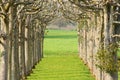 Avenue of trees