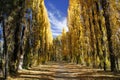 Avenue of trees in autumn Royalty Free Stock Photo